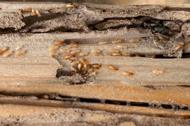 Best Wasp Removal Services  in Chickamau, GA