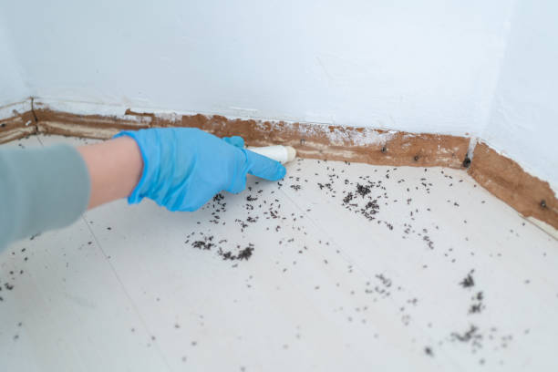 Best Residential Pest Control  in Chickamau, GA